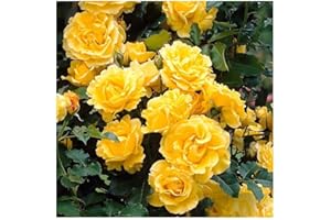 GROWTANICAL Rose Bare Root 'Golden Showers' Plant Climbing Bright Yellow by Plug Plants Express Limited