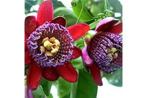Benoon Semi Di Passiflora Caerulea, 50 Pezzi/Borsa Semi Di Fiori Bella Prolifica Ecologica Eccellente Produzione Di Semi Di Passiflora Caerulea Per La Semina Rosso Semi di fiore della passione