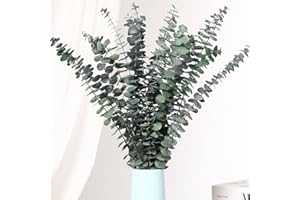 Getrocknete Eukalyptusäste, Packung mit 16 natürlichen echten grünen Eukalyptusblättern, 44 cm erhaltene Eukalyptuspflanze für Hochzeiten, Blumenarrangements, Raumduft und Vasen-Dekoration