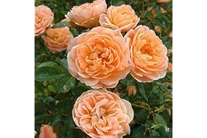 Luojuny Graines de rosiers grimpants, 500 pièces/sac graines de rosiers grimpants vivaces faciles à produire graines de fleurs en pot multicolores décor de jardin Orange