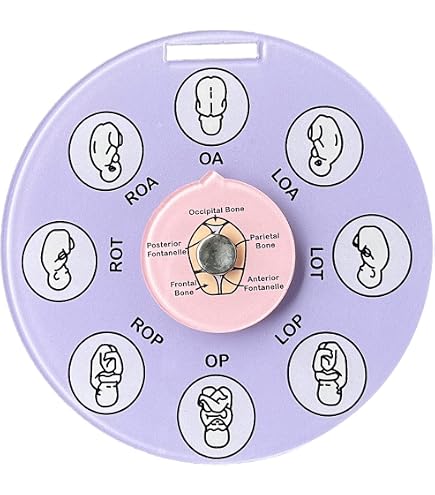 Rainbowstar 2-Pack Cervical Dilation Beads For Nurses & Midwives - Labor & Delivery Visual Aid Tool - View #10