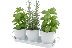 C CRYSTAL LEMON Lot de 3 Pots de Fleurs en métal pour Herbes aromatiques, avec Plateau – Pots d’intérieur pour Balcon, Jardin ou Rebord de fenêtre