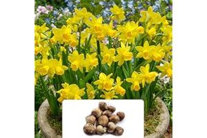 BOTANICAL BLISS 12 Dwarf Daffodil Tete a Tete Bulbs - Petite Yellow Blooms for Early Spring - RHS Award of Garden Merit – Cultivated for UK Climate Conditions