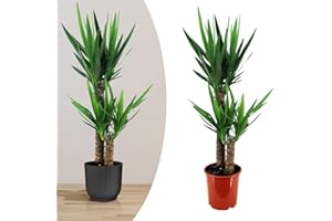 Happy Plants Yucca Palme groß I 80 cm x ⌀17 cm, Palmen Pflanzen Zimmerpflanzen Zimmerpalme Grünpflanzen Wohnungs Topfpflanzen, luftreinigend & pflegeleicht, frisch aus unserer Gärtnerei