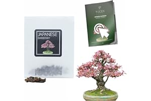 YUGEN BONSAI 30 Japanese Barberry Bonsai Seeds | Berberis Thunbergii | Growing Guide | Grow Your Own Bonsai Tree | Bonsai Beginners and Enthusiasts…
