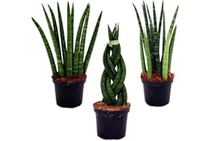 Exotenherz - Sansevieria cylindrica - Pfiffiges 3er Set im 9cm Topf - Bogenhanf, Schwiegermutterzunge