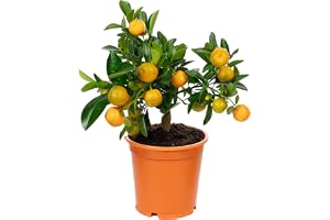 Calamondinorange – Citrofortunella microcarpa – höjd ca 30 cm, kruka Ø 14 cm
