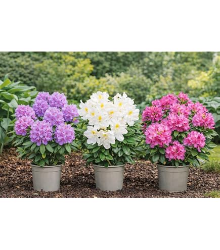 Rosa Alpenrose - Rhododendron Roseum Elegans - 50-60cm im 5 Ltr. Topf  [2952] : Amazon.de: Garten