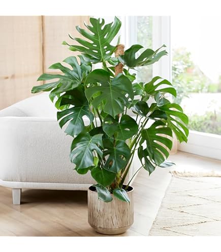 baby snake plant for sale Snake Plant main image 0