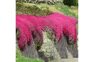 HIBORTH Graines de Thym Serpolet Rouge – Plante Vivace Couvre-Sol, Graines Non-OGM de Fleurs Anciennes pour Jardin et Balcon (200Rouge)