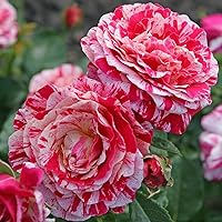 Kordes Rosen Abracadabra Beetrose, rot/weiß/gelb gestreift, 12 x 12 x 40 cm