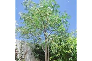 BRKENT 10 Piezas Semillas De Moringa, Decoración De Jardín Para Exteriores, Semillas De Árboles Bonsái (Moringa Oleifera), Árboles Resistentes Al Jardín, Semillas De Árboles Para Plantas De Interio