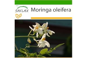 SAFLAX - Moringa - 10 Frön - Med pottsubstrat för bättre odling - Moringa oleifera