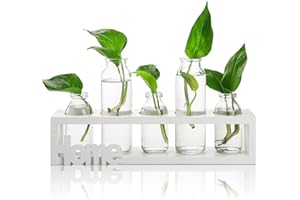 ZOOFOX Pflanzen-Terrarium mit Holzständer, 5 Luft-Pflanzgefäße, Glasvase für Tisch-Hydrokultur-Pflanzen, Heimbüro-Dekoration (weiß)