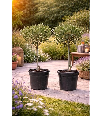 Olivenbaum-Stmmchen 100-120 cm  Mediterraner Olivenbaum fr Garten,  Balkon & Terrasse  Winterhart, Immergrn & Pflegeleicht : Amazon.de: Garten