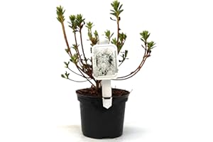 PLANTAPRO Rhododendron obt. 'Diamant Weiß' Japanische Azalee 20-25cm im Topf gewachsen