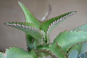 Portal Cool Kalanchoe daigremontiana - Mère de milliers Devil Backbone / 14cm - Malte