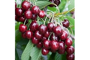 VEG SRLS Pianta vera da frutto ALBERO DI CILIEGIO 'FERROVIA' DI TURI -PRUNUS AVIUM FERROVIA-A RADICE NUDA1 metro