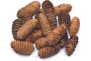 Baker Ross Pommes de Pin Longues (Paquedt de 20)