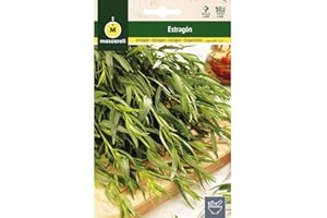 M MASCARELL SEMILLAS DESDE 1920 Mascarell Semillas, ESTRAGÓN, Semillas de Hierbas Aromáticas para Plantar, Crea tu Propio Huerto en Casa, 0,2 Gramos