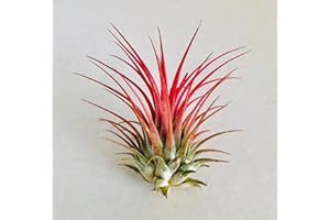 CAMBRIDGE BEE 1xRed/rubra Ionantha Guatemala AKA Air Plant Tillandsia Air Plants Terrarium Supplies Home Decor Beach Wedding Decor Terrarium Plants Air Plants
