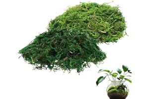 Qixuer 200g Kunstmoos zum Basteln, Islandmoos, Künstliches Moos zum Dekorieren, Grünes Künstliches Ren-Moos Flechten Simulation Fake Grün Pflanzen für Pflanzen Patio Garten Dekoration