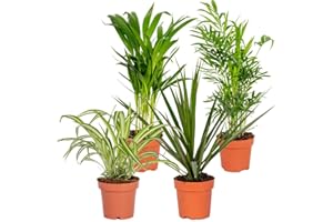 Bloomique - 4er-Mix - Luftreinigende Pflanzen - Dracaena - Dypsis - Chamaedorea - Chlorophytum - Zimmerpflanzen - Höhe 20-40 cm - Topf 12 cm