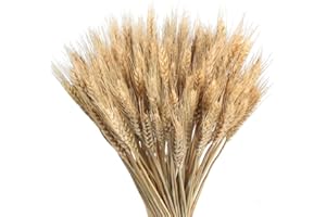 HUAESIN 100Pcs Flores Secas Naturales Ramo Trigo Seco Espigas de Trigo Secas Dcoracion Hierba de Trigo Artificial Flor Artificial para Jarrones Hogar Boda Fiesta Oficina Balcon Interior Exterior