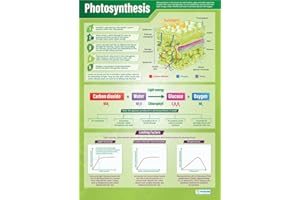 Photosynthesis | Science Posters | Gloss Paper measuring 850mm x 594mm (A1) | Science Charts for the Classroom | Education Charts by Daydream Education