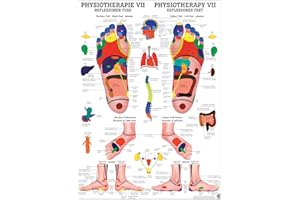 RDIGER- ANATOMIE GMBH Ruediger Anatomie PHYS VII Reflexzonen Fuß Tafel, 50 cm x 70 cm, Papier