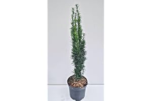 PLANTENWELT Säuleneibe grün Taxus baccata Fastigiata Robusta 40-50 cm im 3 Liter Pflancontainer