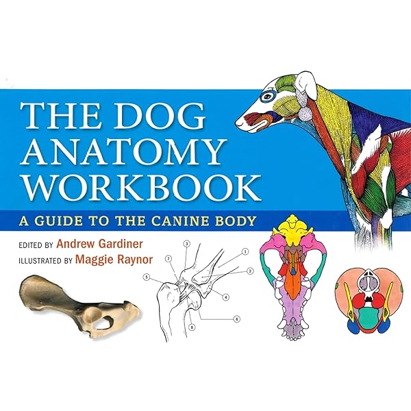 Canine Rehabilitation and Physical Therapy : Millis MS DVM DACVS