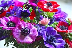 Bulbes à Fleures (10 X Anémones coronaria DE CAEN)