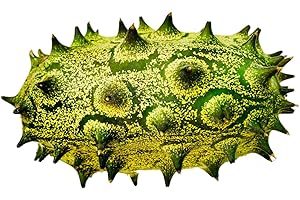 10 Semillas -Cucumis metuliferus- Kiwano By Samenchilishop