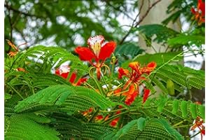 GÉNÉRIQUE 25 Graines Rouge Flamboyant - (Delonix Regia)