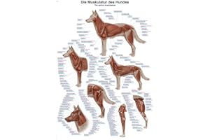 ERLER-ZIMMER GMBH Lehrtafel"Die Muskulatur des Hundes", 50x70cm