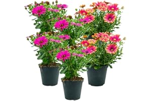 FIORI COMMESTIBILI BIO Dimorfoteca (6 PIANTE) - Fiori NON commestibili - Azienda agricola Carmazzi