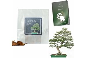 YUGEN BONSAI 30 Chinese Elm Bonsai Seeds | Ulmus Parvifolia | Growing Guide | Grow Your Own Bonsai Tree | Bonsai Beginners and Enthusiasts