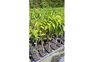 Asimina triloba (Semis) / Asiminier/Godet
