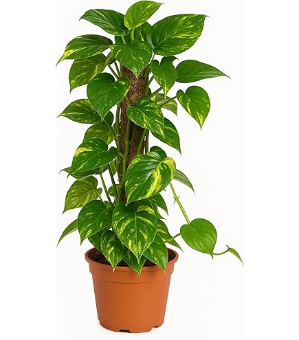 Efeutute Ampel 50-70 cm lnge Epipremnum aureum Zimmerpflanze : Amazon.de:  Garten