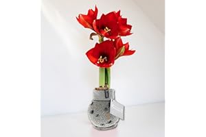 HAPPY PLANTING UK Festive Christmas Amarylis Plant, Potted Indoor Plant, Festive Sleeve Amaryllis, Christmas Plant Gift, Gift Wrapped, 1x Red Amaryllis (White)