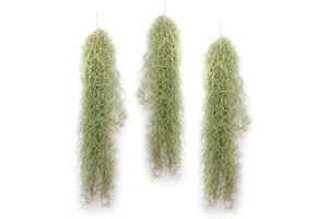 PLANDAIRE - Plantas de Aire Naturales Tillandsia Natural Usneoides - Clavel del Aire - Planta Aerea Natural Barba de Viejo - Plantas Colgantes - Plantas de exterior - Planta de Interior (3, 50-60 cm)