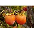 M-Tech Gardens Persimmon Fruit Plant (Japanese Persimmon, Hybrid) Diospyros kaki Exotic 1 Live Fruit Plant