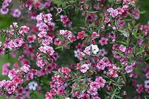 GROW YOUR SECRET GARDEN Teebaum 30 Samen, Südsee-Myrte, (Leptospermum scoparium) Manuka Tea Tree