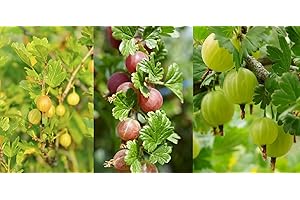 3 Mixed Gooseberry Plants - Red, Green and Yellow Bushes Ready to Fruit! 3fatpigs®