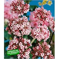 BALDUR Garten Winter-Schneeball 'Charles Lamont', 1 Pflanze Viburnum bodnantense