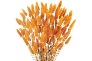 HUAESIN 120PCS Natural Lagurus Ovatus Bunny Tails Pampass Grass Orange Bunny Tails Grass Natural Dried Rabbit Tails Dried Flowers Bouquet for Home Decor Autumn Party Arrangement Wedding Bouquet