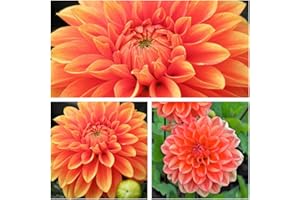 HUMPHREYS GARDEN Decorative Dahlia 'Orange Nugget' Tuber.Pretty Orange Flowers Grade I (3) Easy to Grow