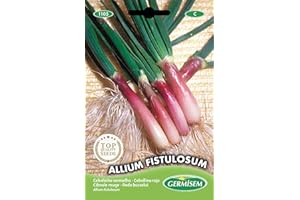 Germisem graines Ciboule rouge ALLIUM FISTULOSUM