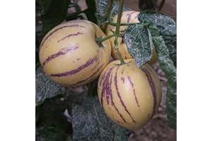 Saterkali Semi di Melone Pepino, 30 Pz/Borsa Semi di Melone Pepino Non OGM Easy Care Nutriente Muricatum Aiton Semi Ginseng Semi di Frutta per Giardino Semi di Melone Pepino